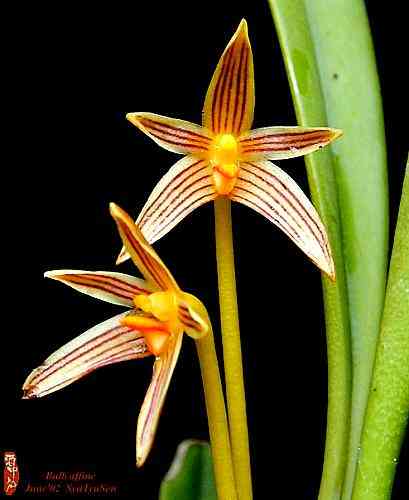 Bulbophyllum affine